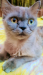 Persian cat